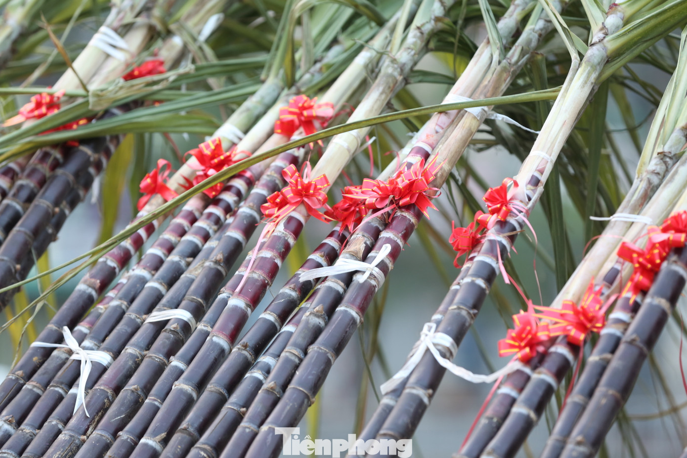 Những cành mía lộc "đổ bộ" xuống phố, phường Hà thành chờ đón giao thừa.