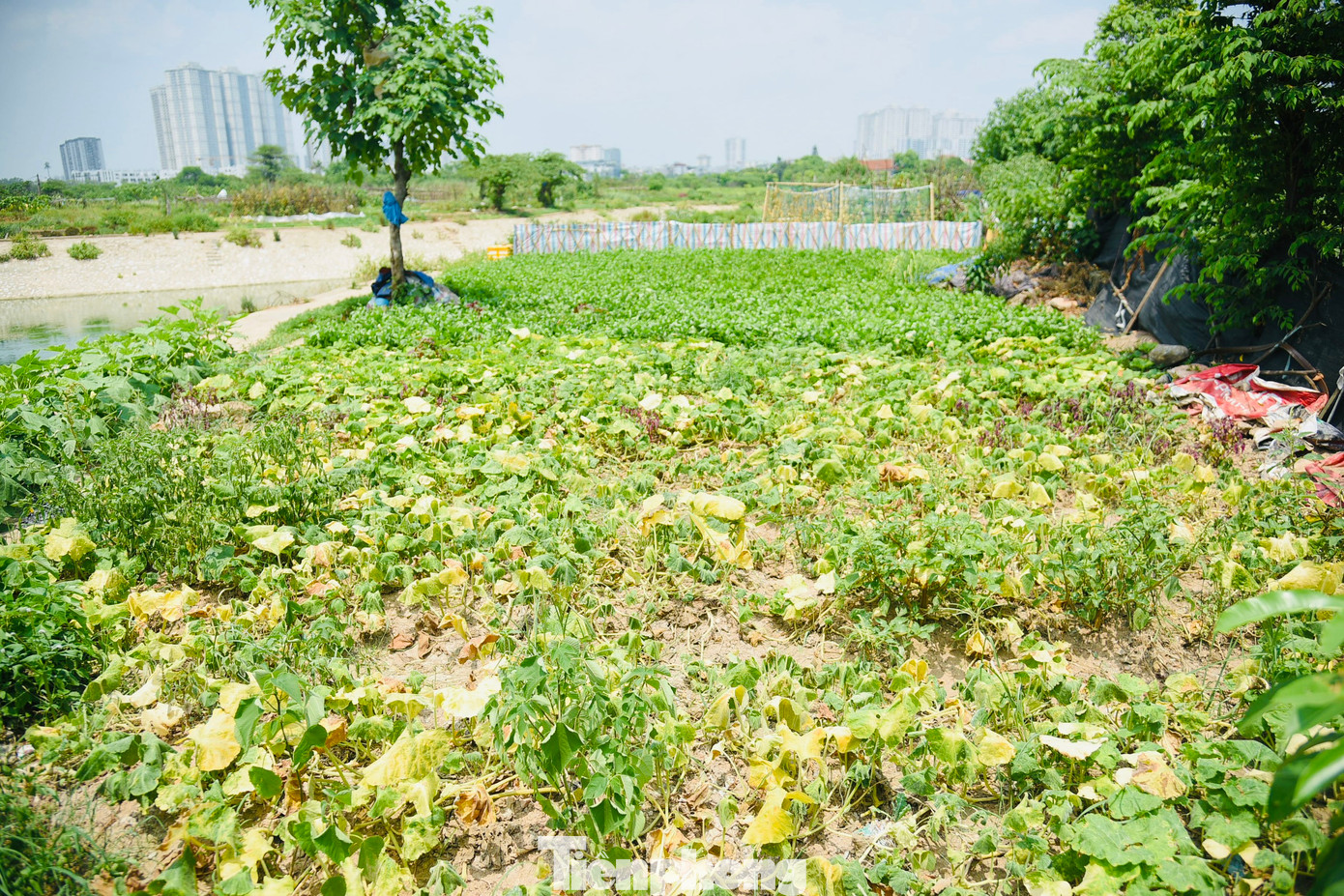 Còn lại đa phần diện tích đất vẫn bỏ trống, cỏ dại mọc um tùm và là nơi tập kết rác thải, phế liệu xây dựng.