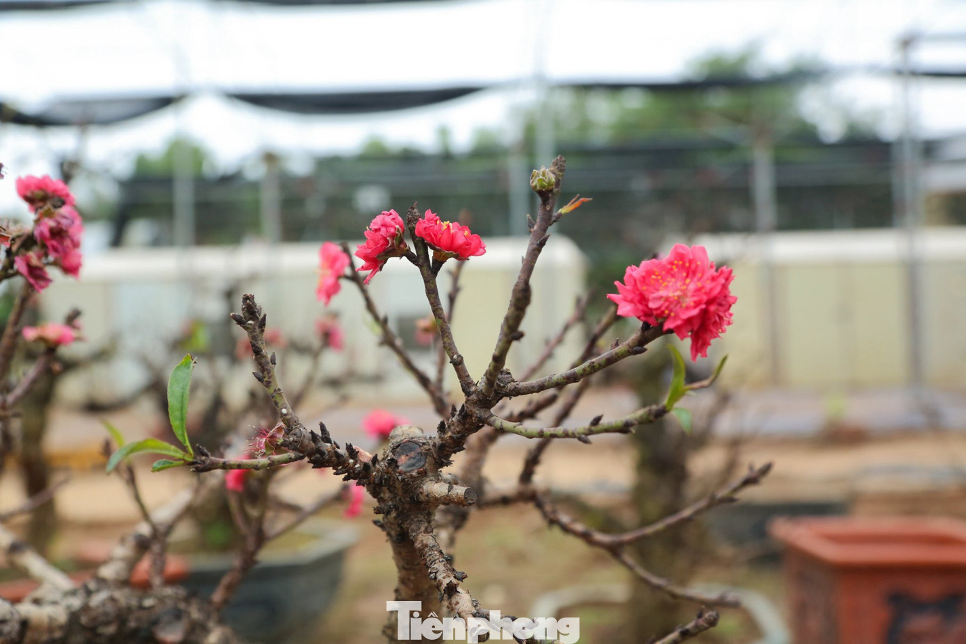 Người dân trồng đào lâu năm chia sẻ: "Đào thất thốn là 7 thốn, mỗi thốn tương đương với một đốt ngón tay. Lá đào dài 7 thốn, cây phát triển đến 7 thốn thì lại chia cành một lần. Một thốn có 7 bông hoa".