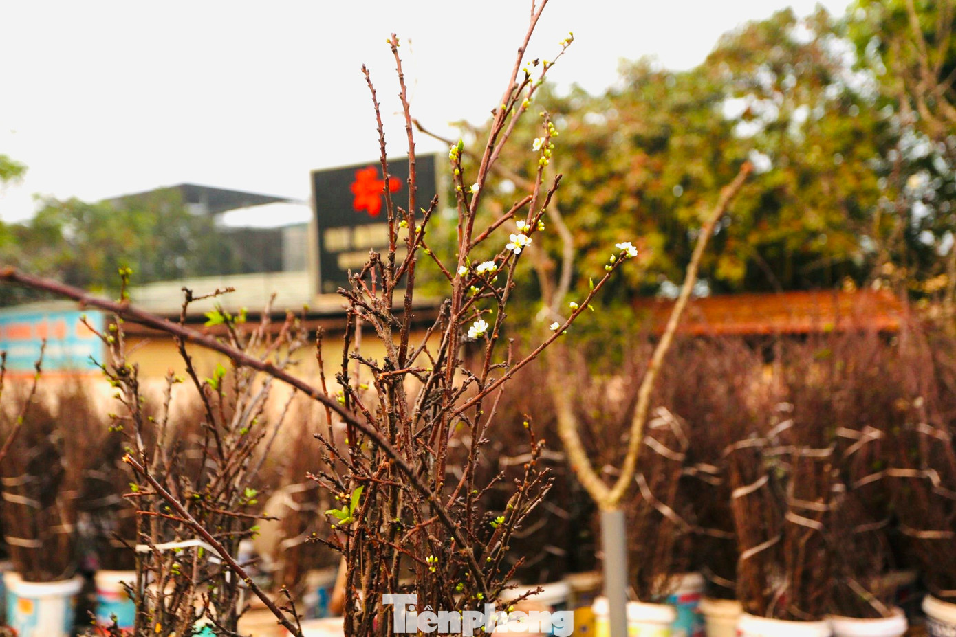 Những cành mận cao trên 1 mét có giá khoảng 400.000 đồng - 1.500.000 đồng, với những cành từ 2m đến 2,5m giá từ 2.500.000 đồng trở lên.