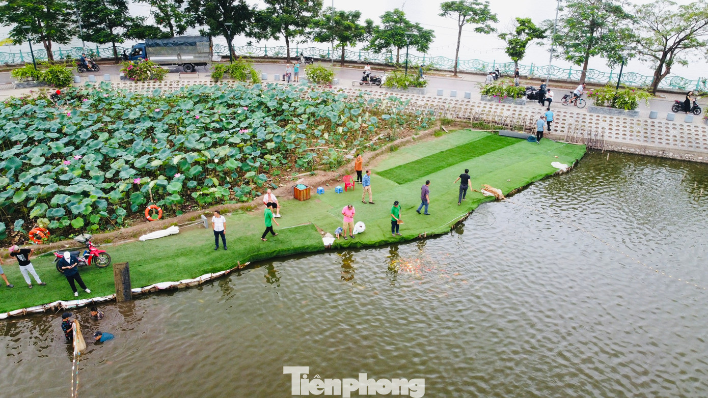 Cách mặt hồ chỉ một con đường là hồ Đầm Đông rộng 3,5 ha (nẳm ở phường Quảng An, quận Tây Hồ, Hà Nội). Tháng 6 vừa qua một doanh nghiệp đã thả khoảng 8 tấn cá koi (12.000 con, trọng lượng 0,5 đến 1 kg mỗi con) với chi phí khoảng 6 tỷ đồng xuống hồ Đầm Đông.