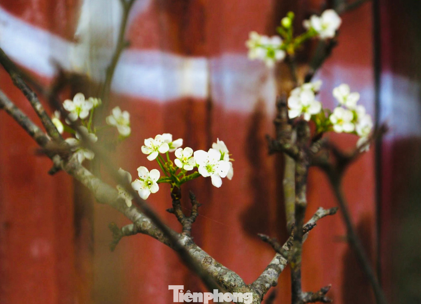 Hoa lê không chỉ đẹp mà còn mang ý nghĩa phong thủy đặc biệt, biểu trưng cho sự thanh khiết, bình yên và ấm áp trong cuộc sống. Những gốc, cành càng mốc meo phủ đầy rêu lại càng có giá, được người chơi săn lùng.