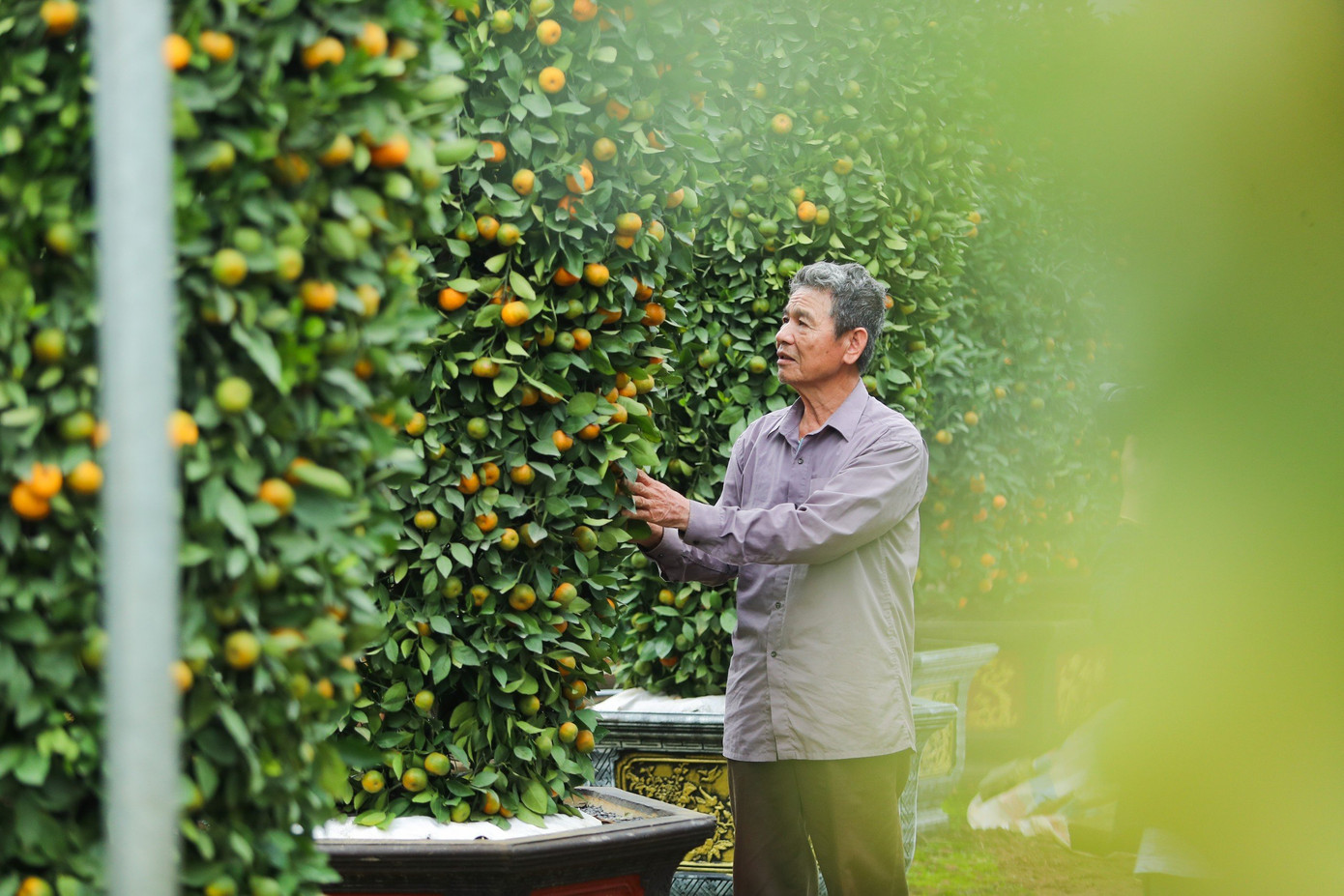 Không chỉ tạo hình thỏi vàng tài lộc, các hộ gia đình còn tạo hình lục bình khổng lồ, trái tim...để phục vụ thị trường Tết năm nay.