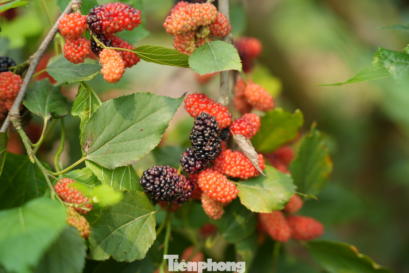 Giá bán tại vườn cho các thương lái dao động từ 15.000 đến 20.000 đồng/kg.