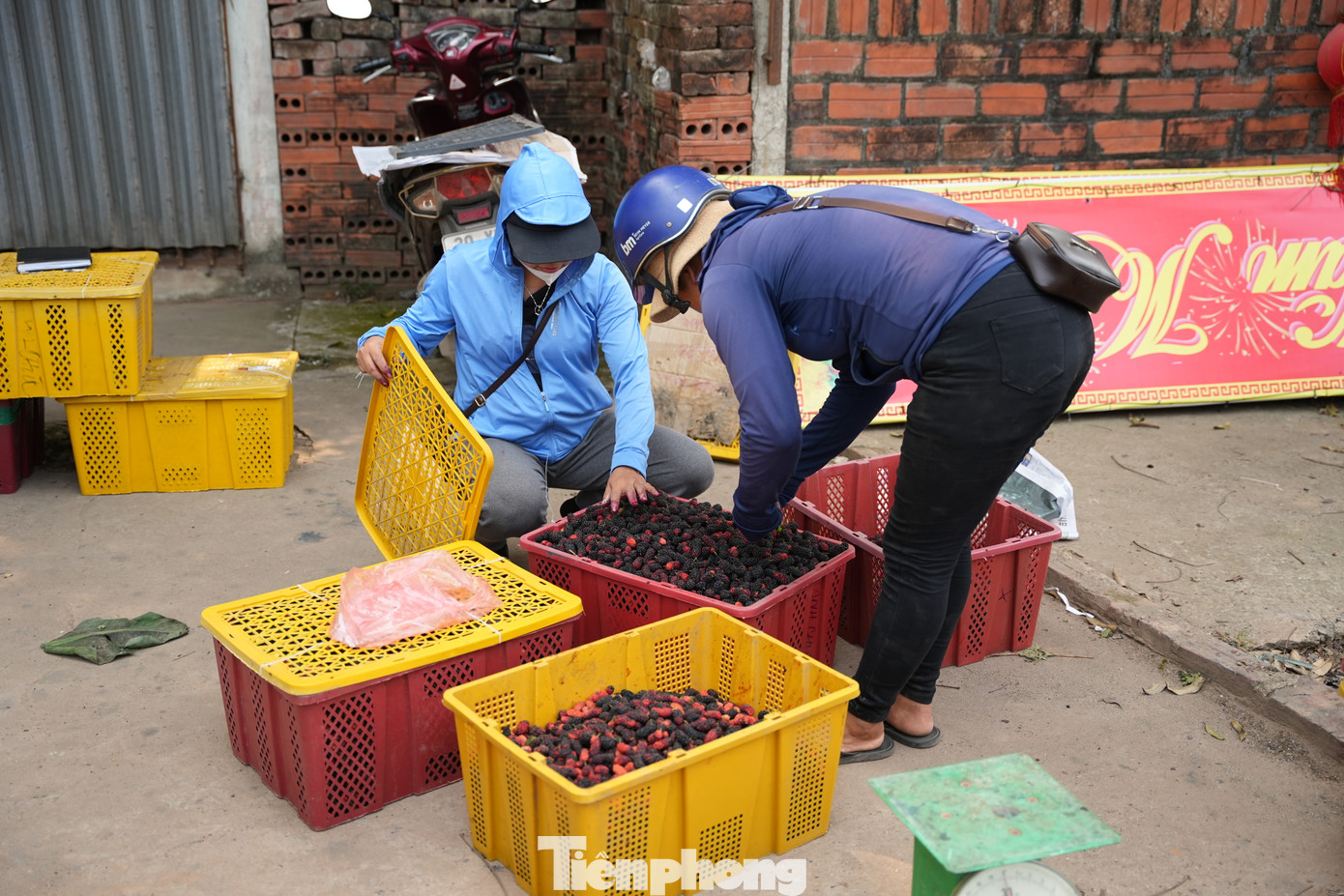 Giai đoạn cao điểm bận rộn này, mỗi hộ nông dân có thể thu về khoảng một triệu đồng/ngày.