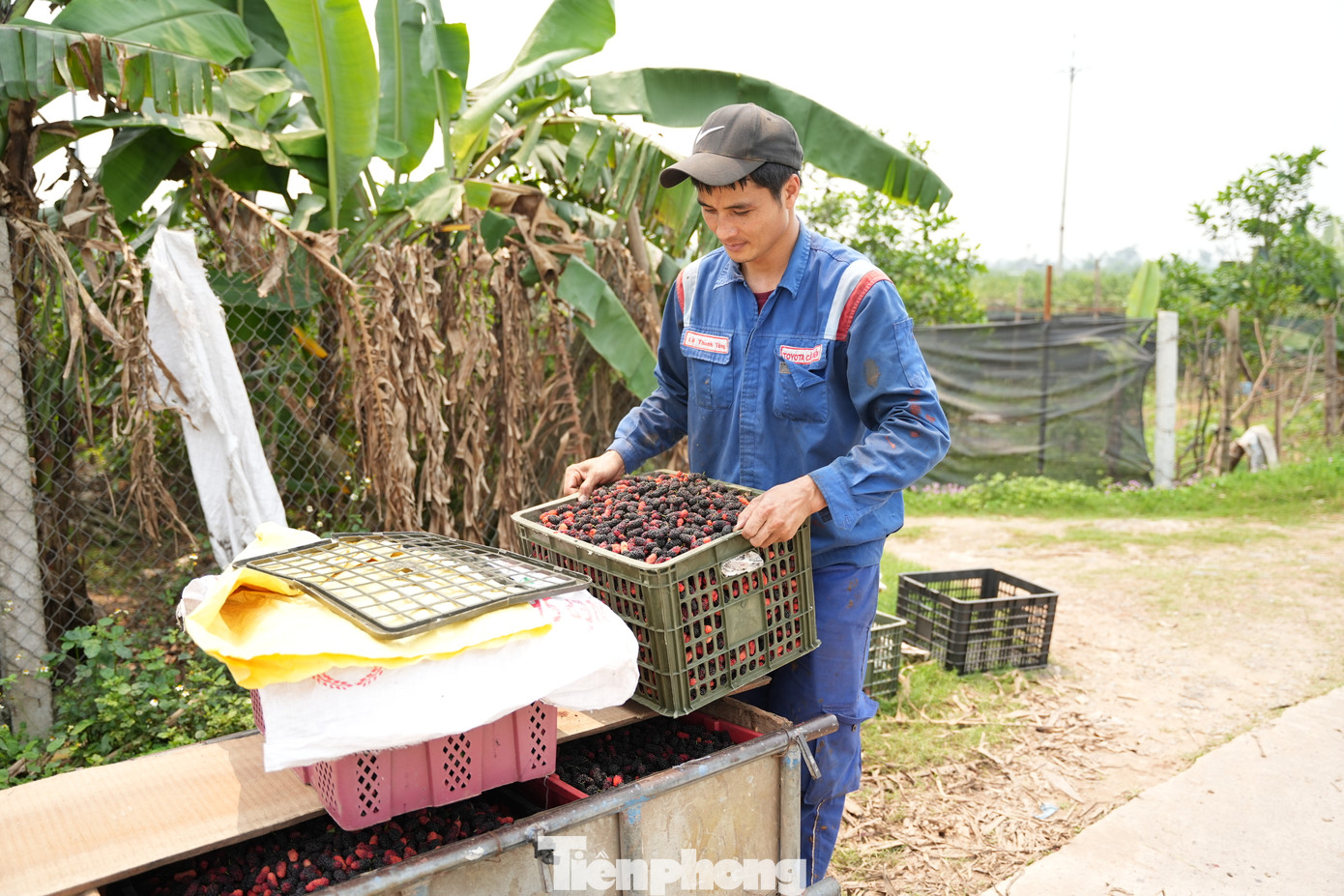 Để chuẩn bị đóng hàng cho các thương lái tìm đến vườn thu mua, những quả gần chín hẳn sẽ được người nông dân thu hoạch để khi vận chuyển không bị dập, đồng thời bảo quản được thời gian lâu hơn.
