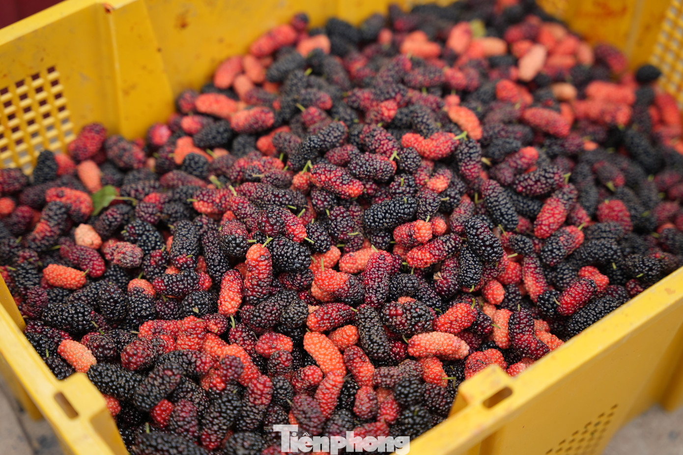 Dâu tằm được vận chuyển vào phía Nam để bán và xuất ra các chợ ngoài trung tâm Hà Nội. Giá dâu bán lẻ tại các chợ trên địa bàn thủ đô dao động từ 30.000-50.000 đồng/kg.