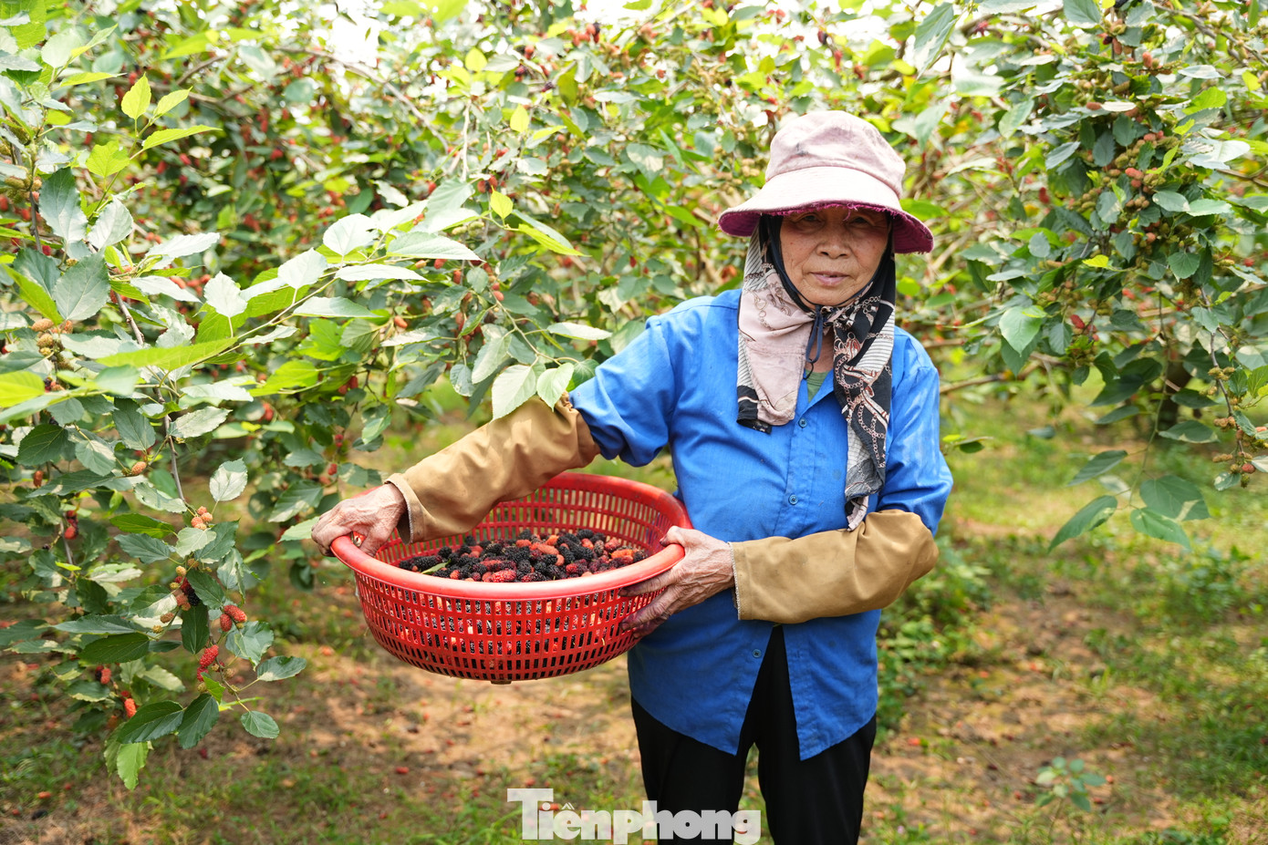 Với những gốc dâu già, nông dân chỉ cần chặt bỏ cành dâu, để lại gốc. Sau một năm, cây dâu ra trái chín mọng.