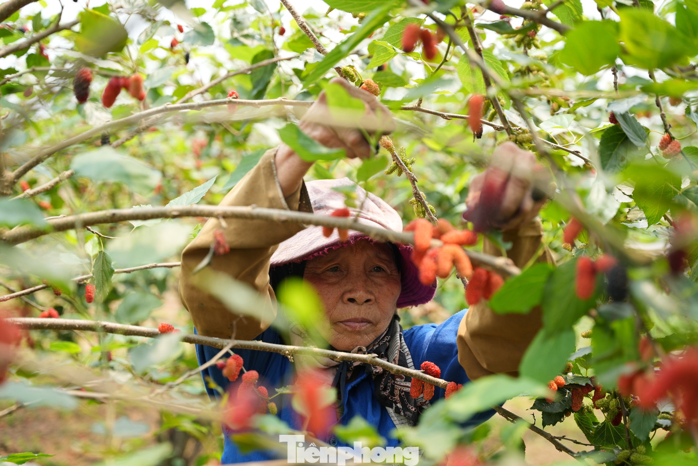 Những ngày này, các hộ nông dân đang tất bật chăm sóc, cắt tỉa lá để chuẩn bị đón khách.