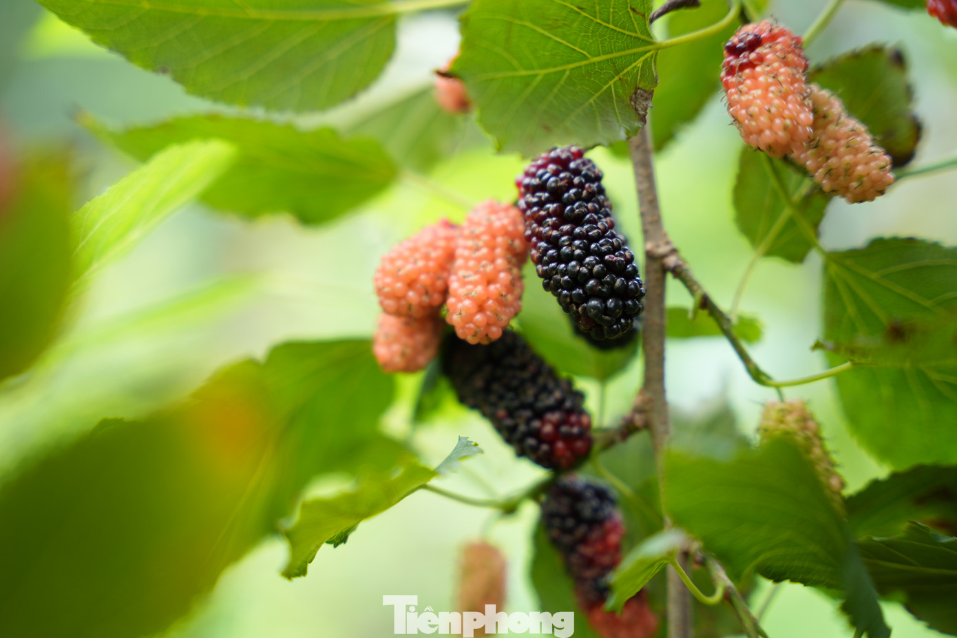 Để nhân giống, người nông dân có thể dễ dàng dùng phương pháp chiết cành.