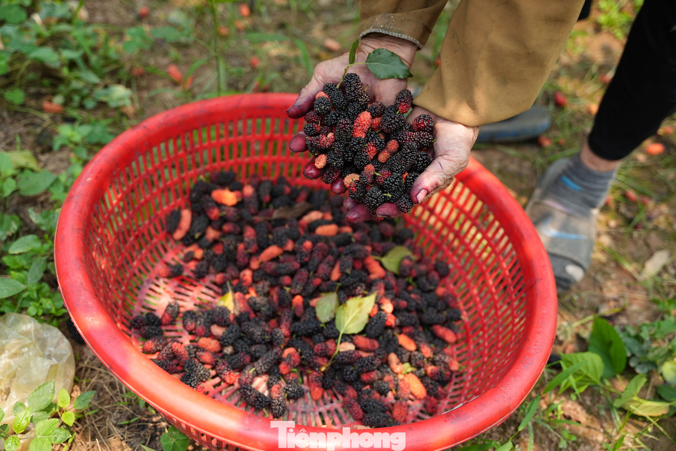Loài cây này dễ trồng, dễ chăm sóc, không mất quá nhiều công sức.