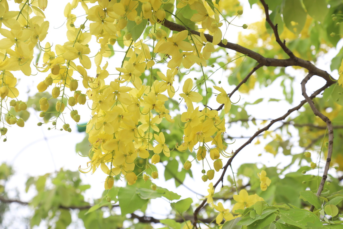 Hoa muồng yến không chỉ đẹp quý phái mà còn có mùi hương thơm dịu nhẹ và thư thái.