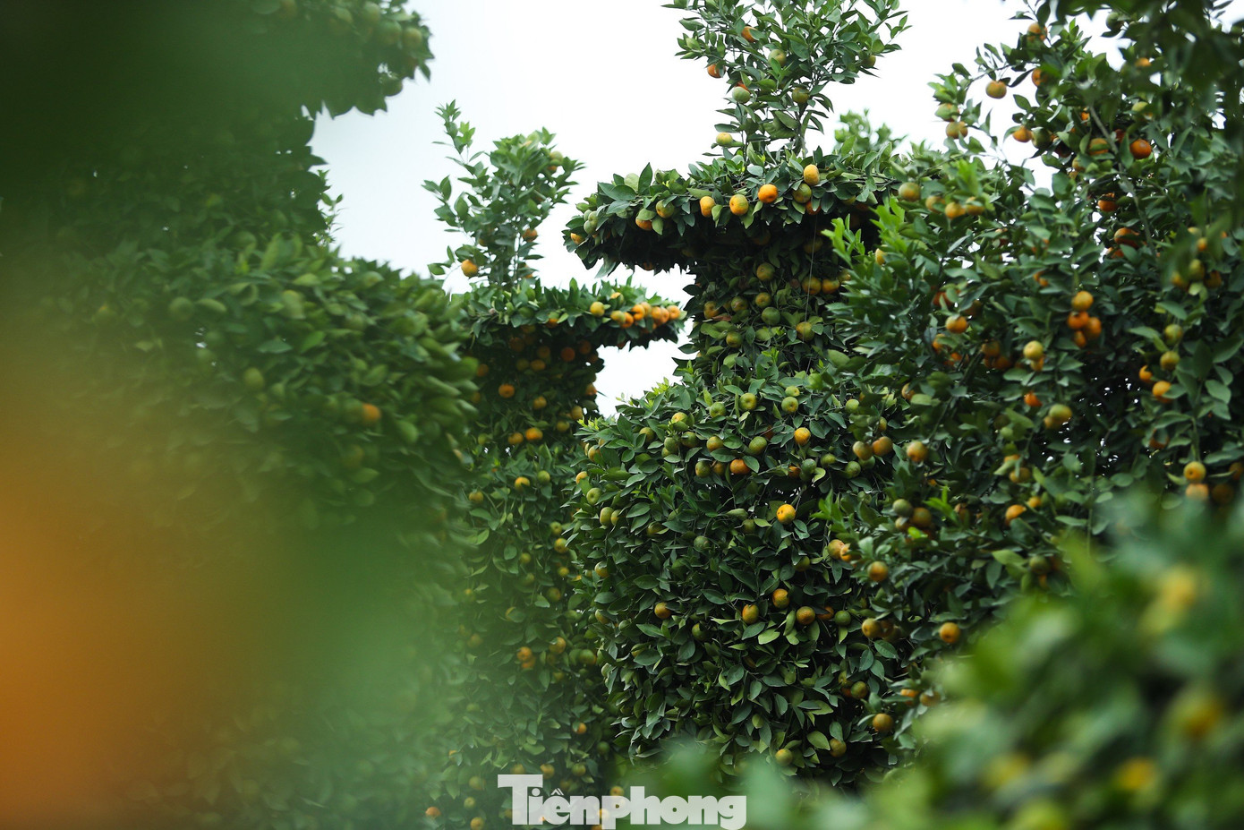 Không chỉ tạo hình thỏi vàng tài lộc, các hộ gia đình còn tạo hình lục bình khổng lồ, trái tim...để phục vụ thị trường Tết năm nay.