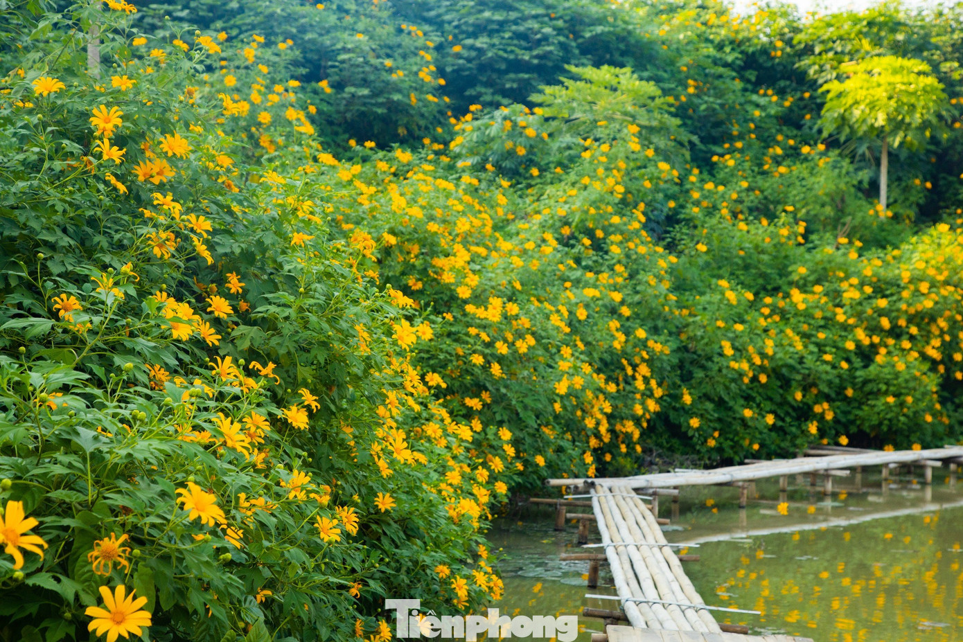 Hoa dã quỳ bung nở cánh vàng từ trung tuần tháng 11 và tàn vào giữa tháng 12. Thời điểm này, vườn hoa dã quỳ đang trong độ khoe sắc đẹp nhất.