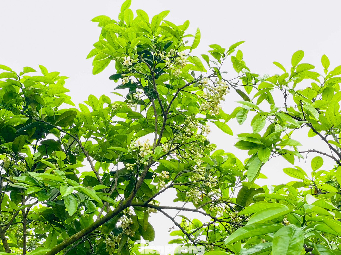 Sắc trắng tinh khôi của hoa bưởi cùng hương thơm dịu nhẹ làm đắm say biết bao người.