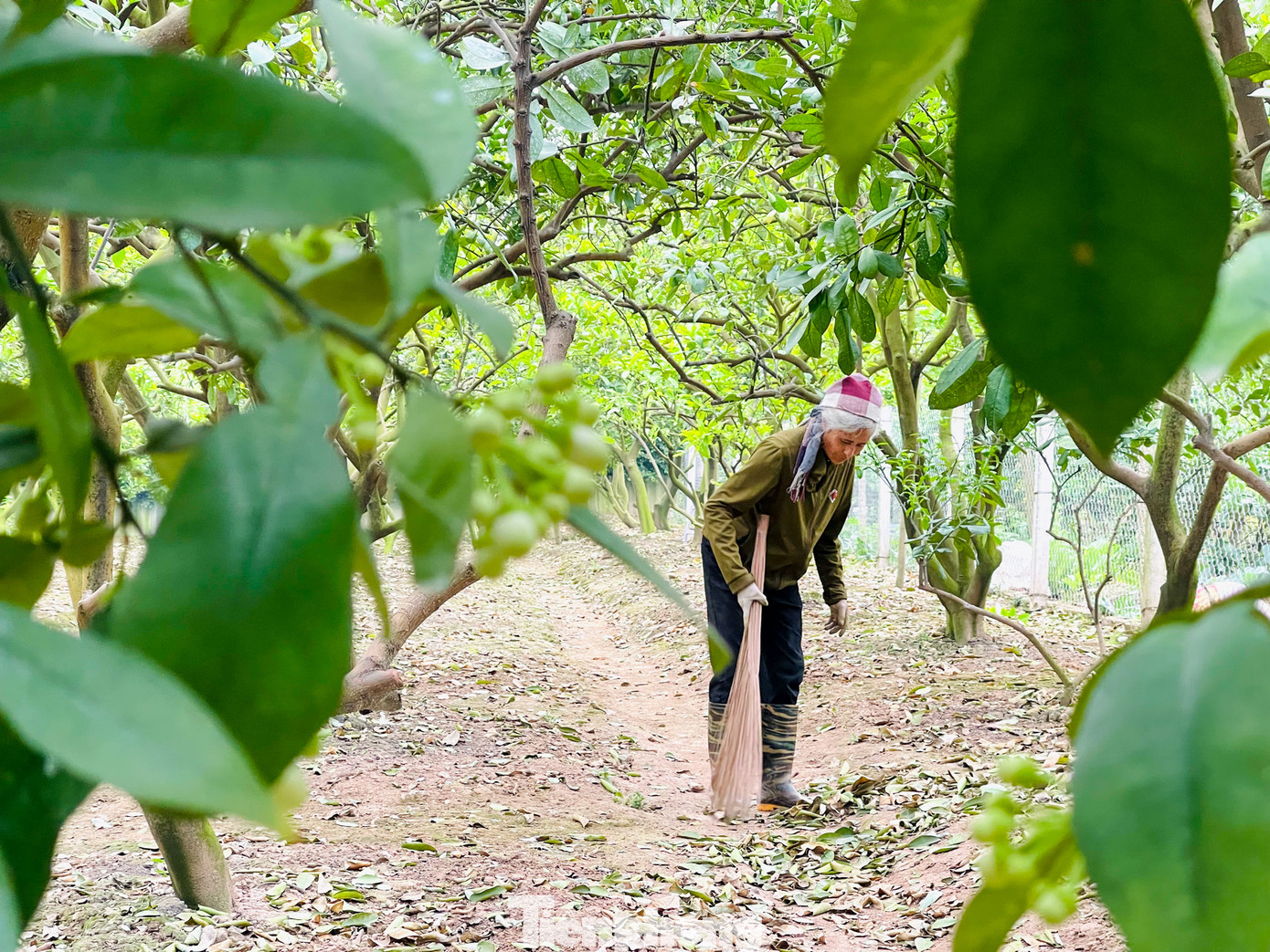 &quot;Năm nay mưa xuân không nhiều, thời tiết thất thường nên hoa bưởi nở muộn hơn những năm trước&quot;. Nông dân tại làng Phú Diễn chia sẻ.
