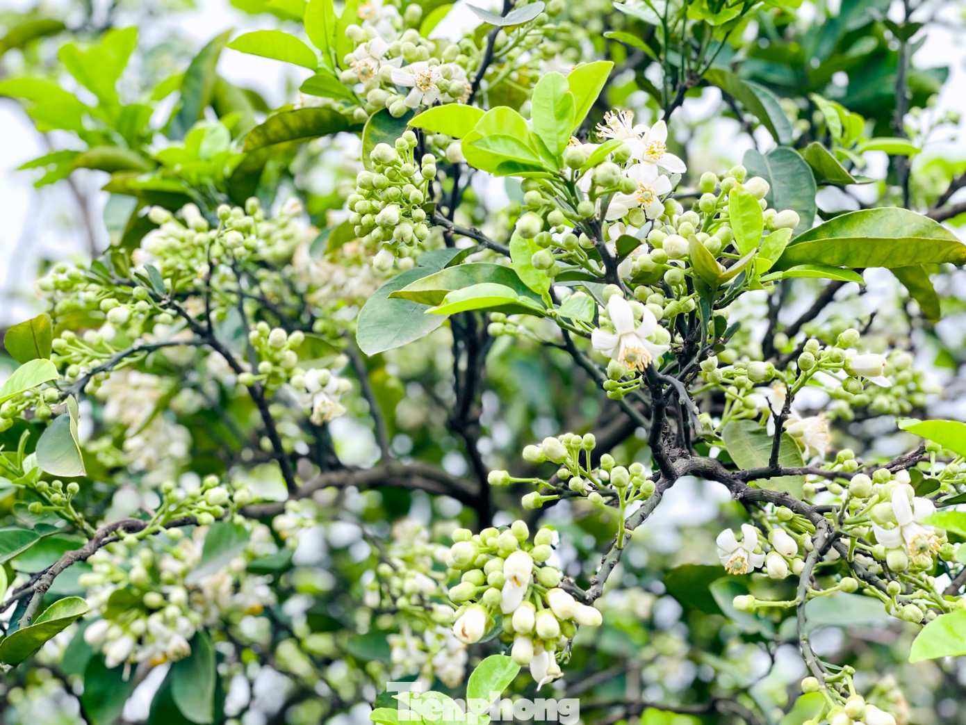 Thời điểm này, trong các vườn bưởi lâu năm, hoa bưởi đã nở trắng tinh.