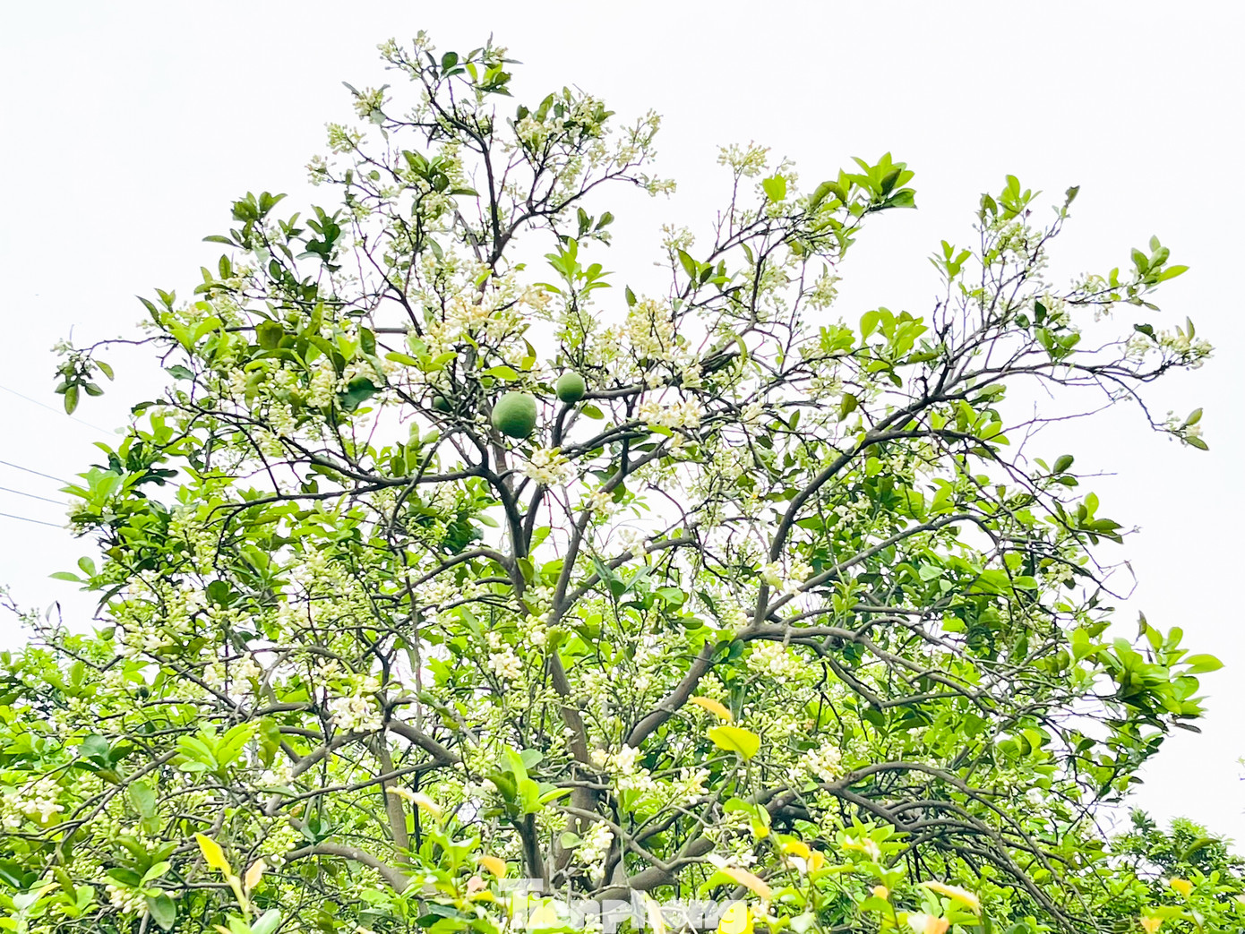 Đầu mùa, giá hoa bưởi khá cao, thu mua tại vườn là 10.000/lạng, còn trên phố giá bán đến tay người tiêu dùng vào khoảng 20.000 đồng/lạng.