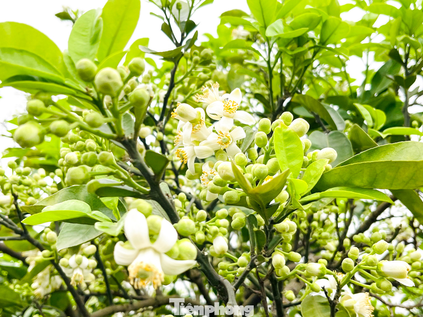 Bưởi Diễn là tên một giống bưởi nổi tiếng ở làng Diễn trước đây, nay thuộc các thôn Phú Diễn, Phúc Diễn, phường Minh Khai (quận Bắc Từ Liêm, TP Hà Nội).