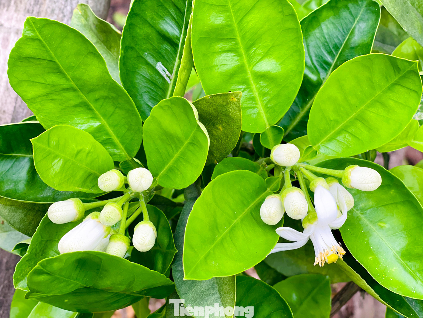 Những năm gần đây, người dân Thủ đô hình thành sở thích mua vài cành hoa bưởi để trong nhà hay trên bàn làm việc để thưởng thức hương thơm dịu dàng của loài hoa này.