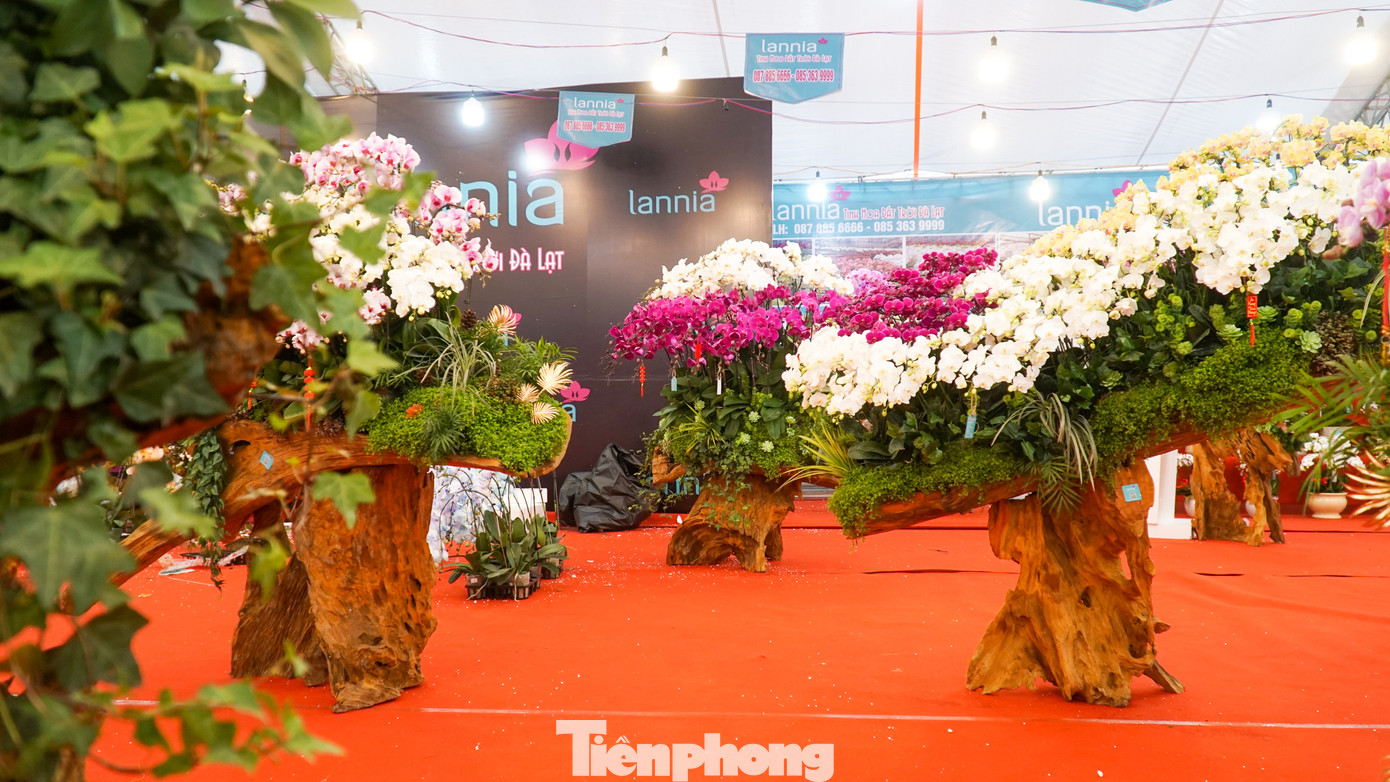 Người chơi trưng bày lan hồ điệp trong ngày Tết mang nhiều ý nghĩa, từ dáng, thế, cho đến số cây trên đầu chậu.