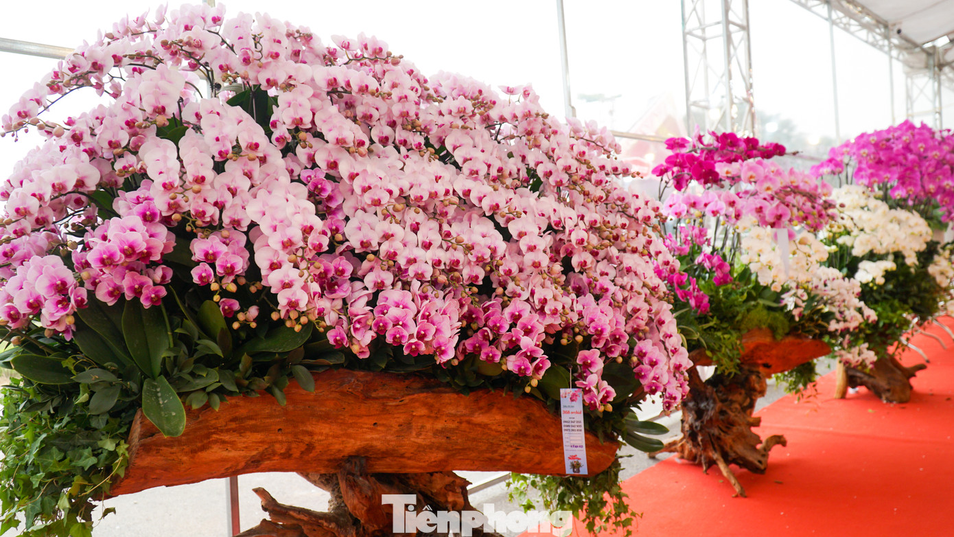 Cũng tại chợ hoa Tết này, ngoài cây lan “Phú Quý” được định giá tiền tỷ, các chậu lan khác được bán với mức giá mềm hơn khá nhiều, cao nhất chỉ khoảng hơn 100 triệu đồng.