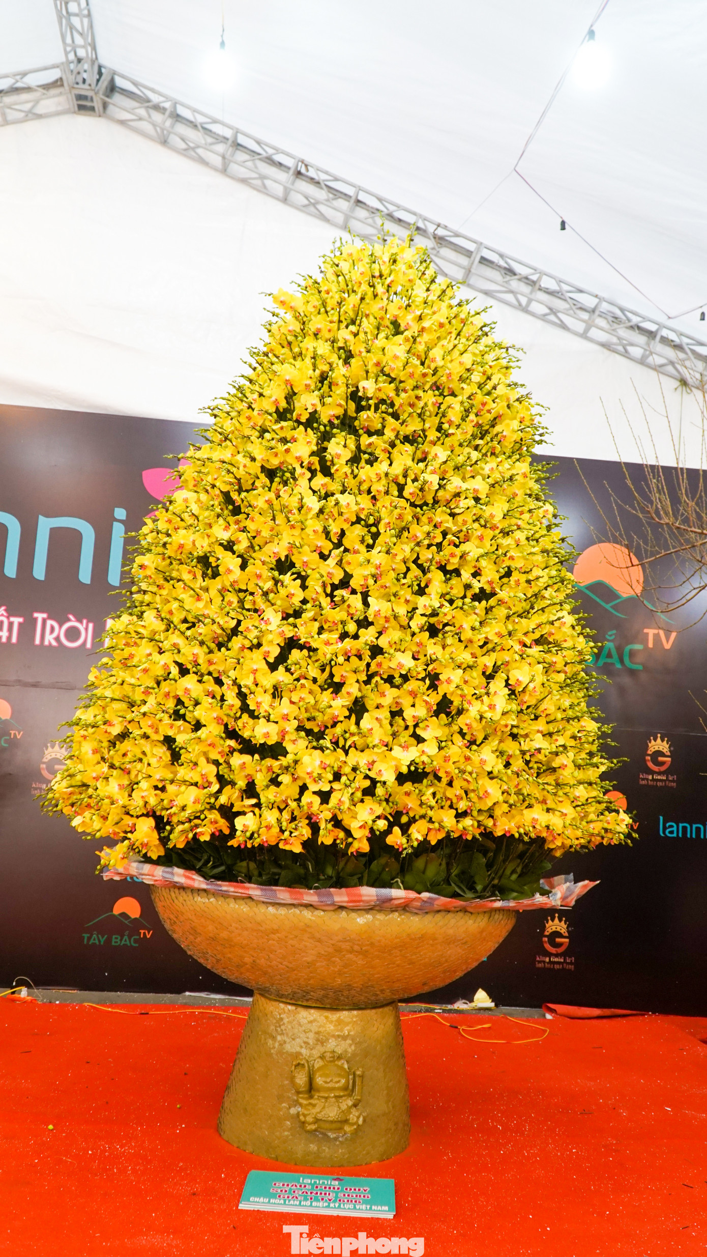 Đặc biệt tại chợ Tết khu vực Mỹ Đình đã giới thiệu một chậu lan mang tên "Phú Quý khổng lồ" cao gần 7m được bày bán với giá 1 tỷ 686 triệu đồng đã thu hút mọi ánh nhìn.