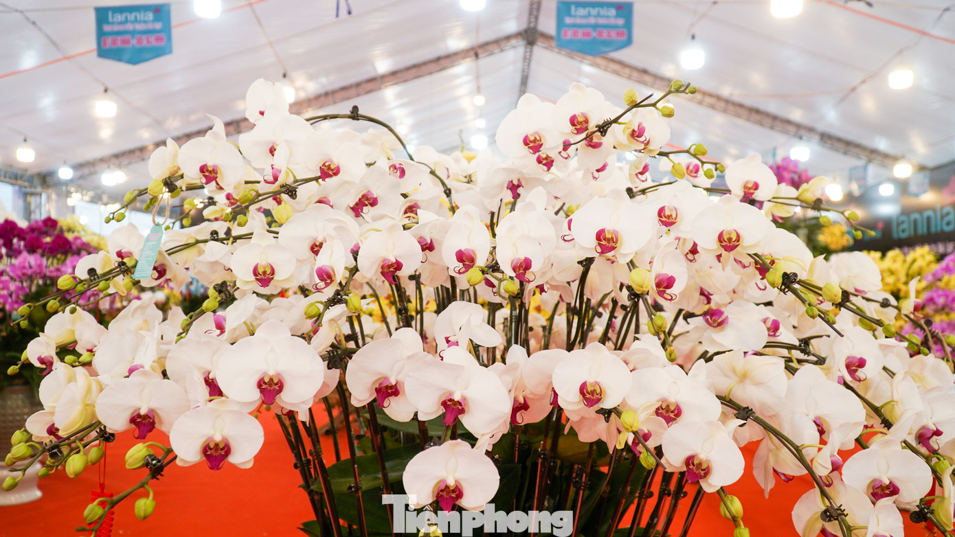 Nhiều chậu lan được tạo dáng độc đáo với màu sắc bắt mắt.