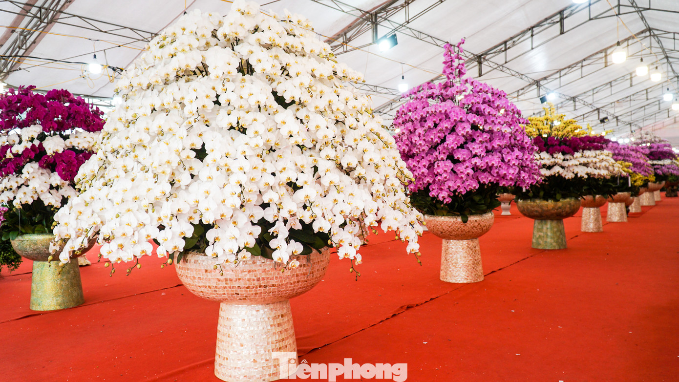 Được biết, 100% hoa được bày bán ở đây là lan hồ điệp có xuất xứ từ Đà Lạt.