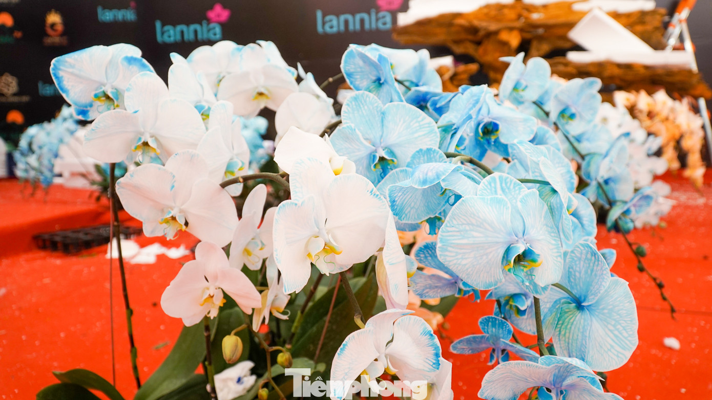 Đặc biệt trong dịp Tết Quý Mão 2023 này, hoa lan màu xanh coban là một trong số những sản phẩm mới xuất hiện.