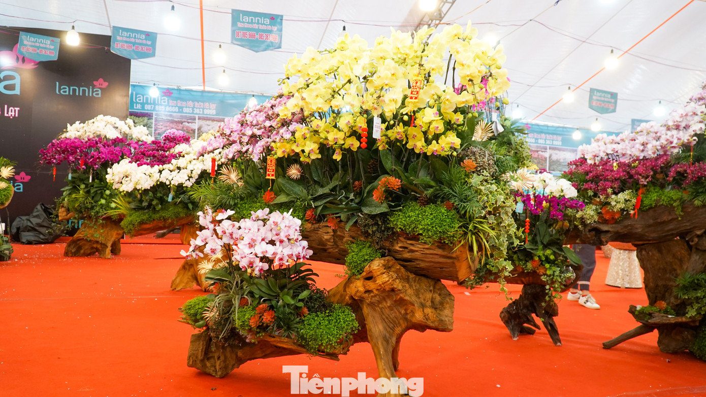 Chỉ còn nửa tháng nữa là đến Tết Nguyên đán Quý Mão 2023, trên khắp các tuyến phố ở Hà Nội đang bày bán đủ các loại hoa lan hồ điệp đủ màu sắc, kiểu dáng khác nhau.