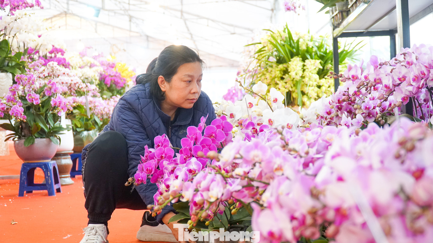 Những dáng thế chứa đựng ý nghĩa với nhiều may mắn thuận lợi như: cánh buồm, thế mâm xôi... cùng số cành dựa trên các con số phong thuỷ như 86 (phát lộc), 68 (lộc phát)...thu hút được nhiều người mua.