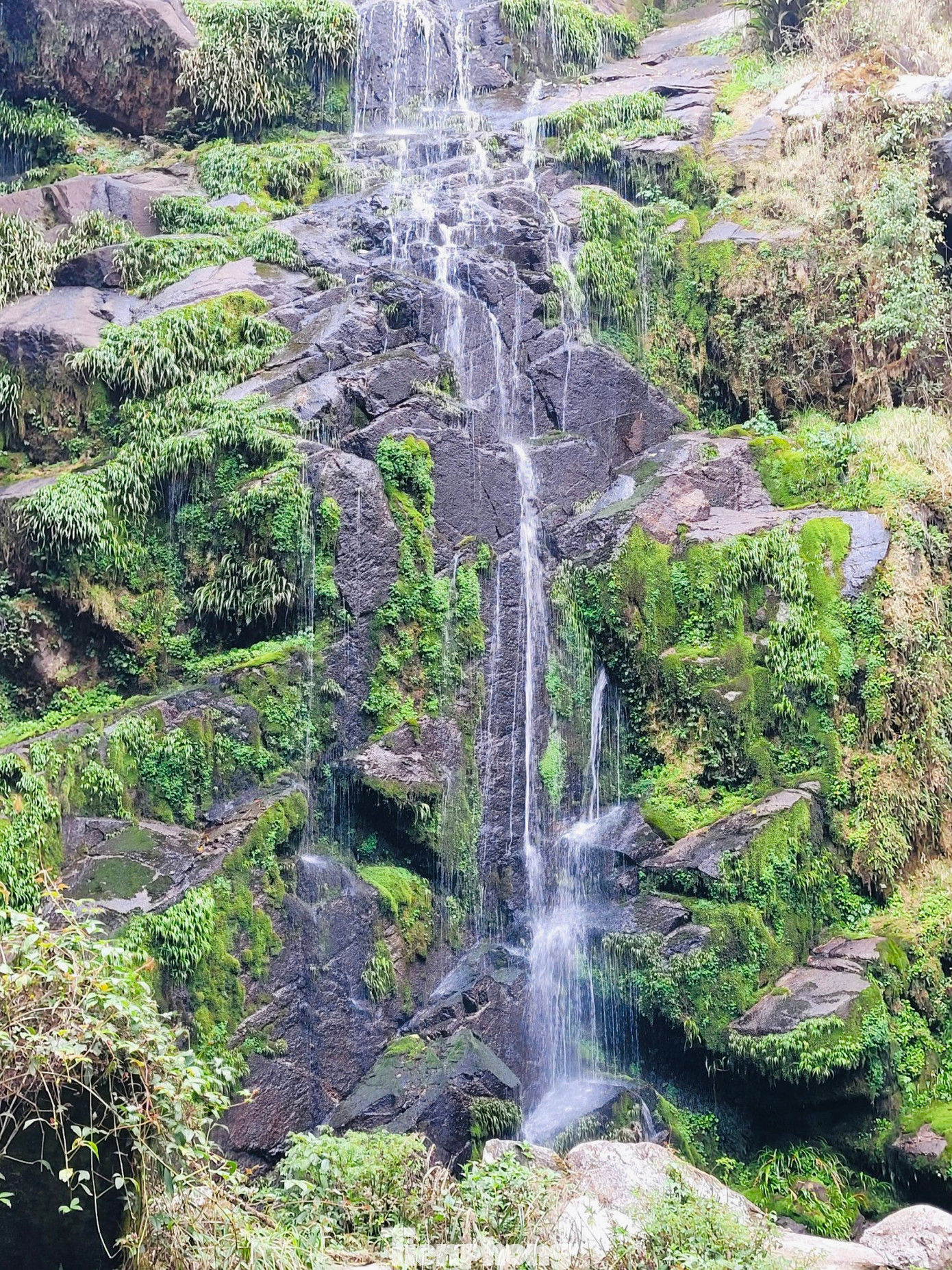 Mỗi mùa nơi đây lại mang một màu sắc rất riêng, có lúc lá phong đỏ rực cả một con đường vào tháng 10, cũng có lúc khu rừng nhuộm thắm một màu xanh tươi mới của cây cối, rêu phong và dương xỉ khi mùa xuân về.