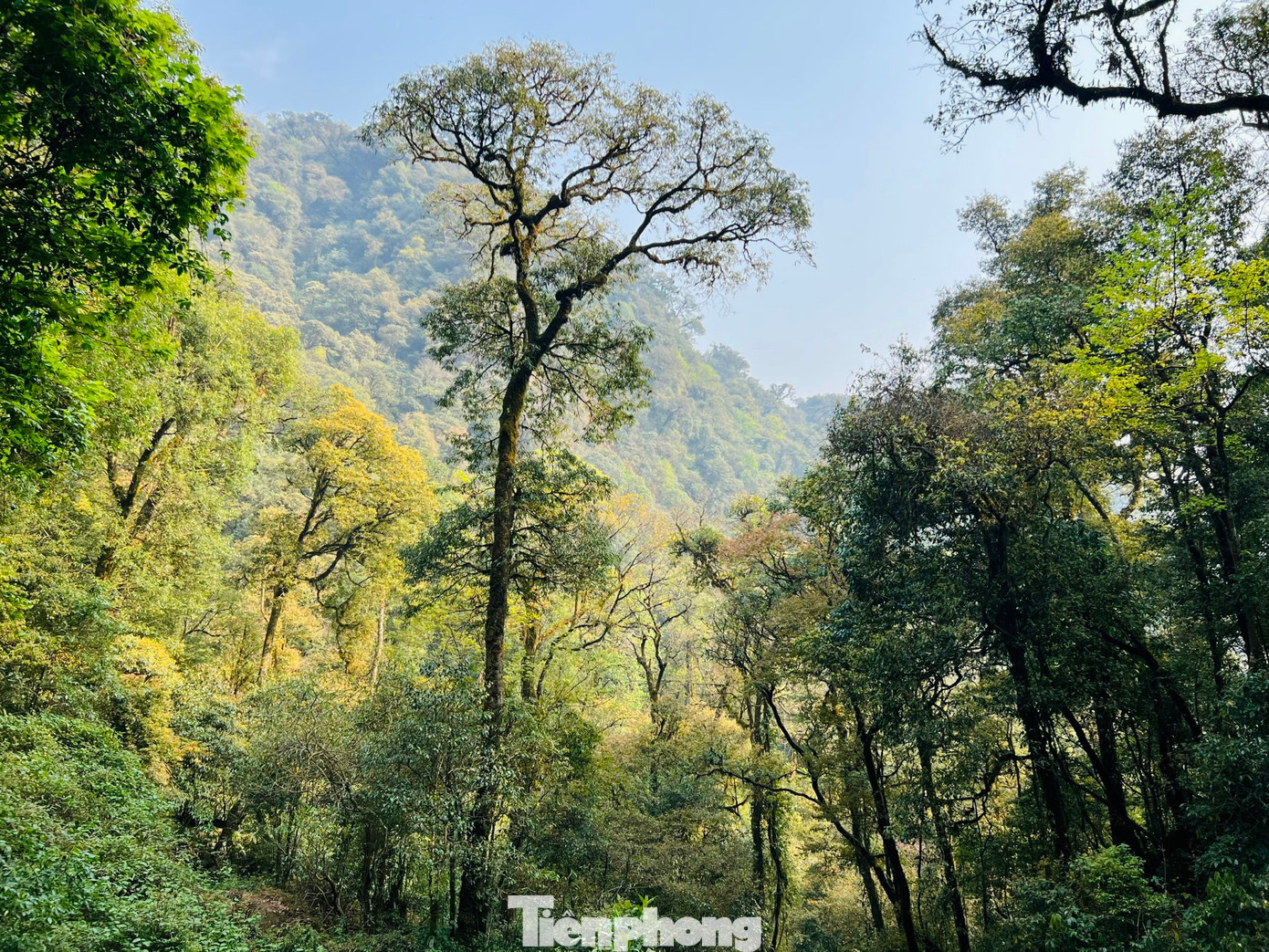 Sở hữu độ cao 2.996 m so với mực nước biển nên Tả Liên đứng ở vị trí thứ 6 trong danh sách Top 10 đỉnh núi cao nhất Việt Nam.