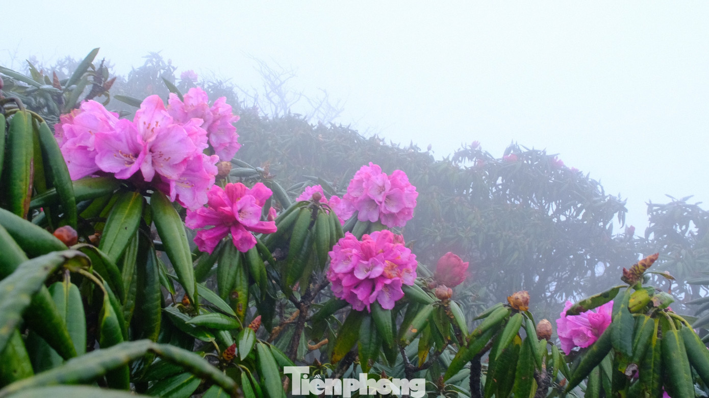 Tháng 4 là mùa hoa đỗ quyên bung nở rực rỡ khắp núi rừng.