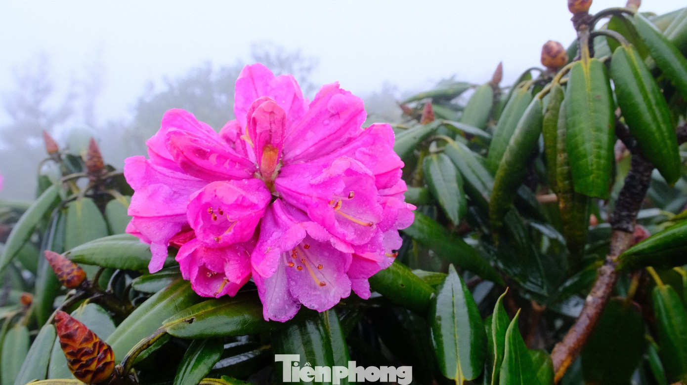 Hoa đỗ quyên ở Tả Liên có màu sắc nhạt hơn so với hoa mọc ở Fansipan hay Putaleng.