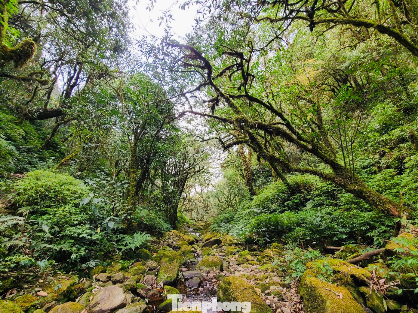 Tả Liên không chỉ được biết đến là địa điểm săn mây lý tưởng nhất vùng núi Tây Bắc. Mà đây còn là khu rừng nguyên sinh của dãy Hoàng Liên Sơn với thảm thực vật vô cùng phong phú.