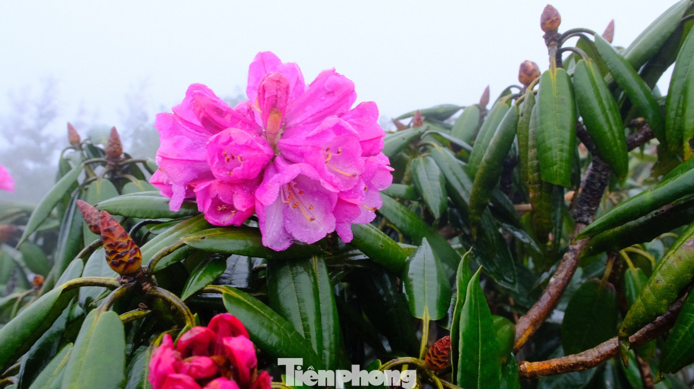 Hoa đỗ quyên ở Tả Liên không đỏ rực mà màu hồng nhạt, nhưng cũng đủ khiến du khách mê mẩn, ngẩn ngơ vì màu sắc nổi bật giữa núi rừng hùng vĩ.