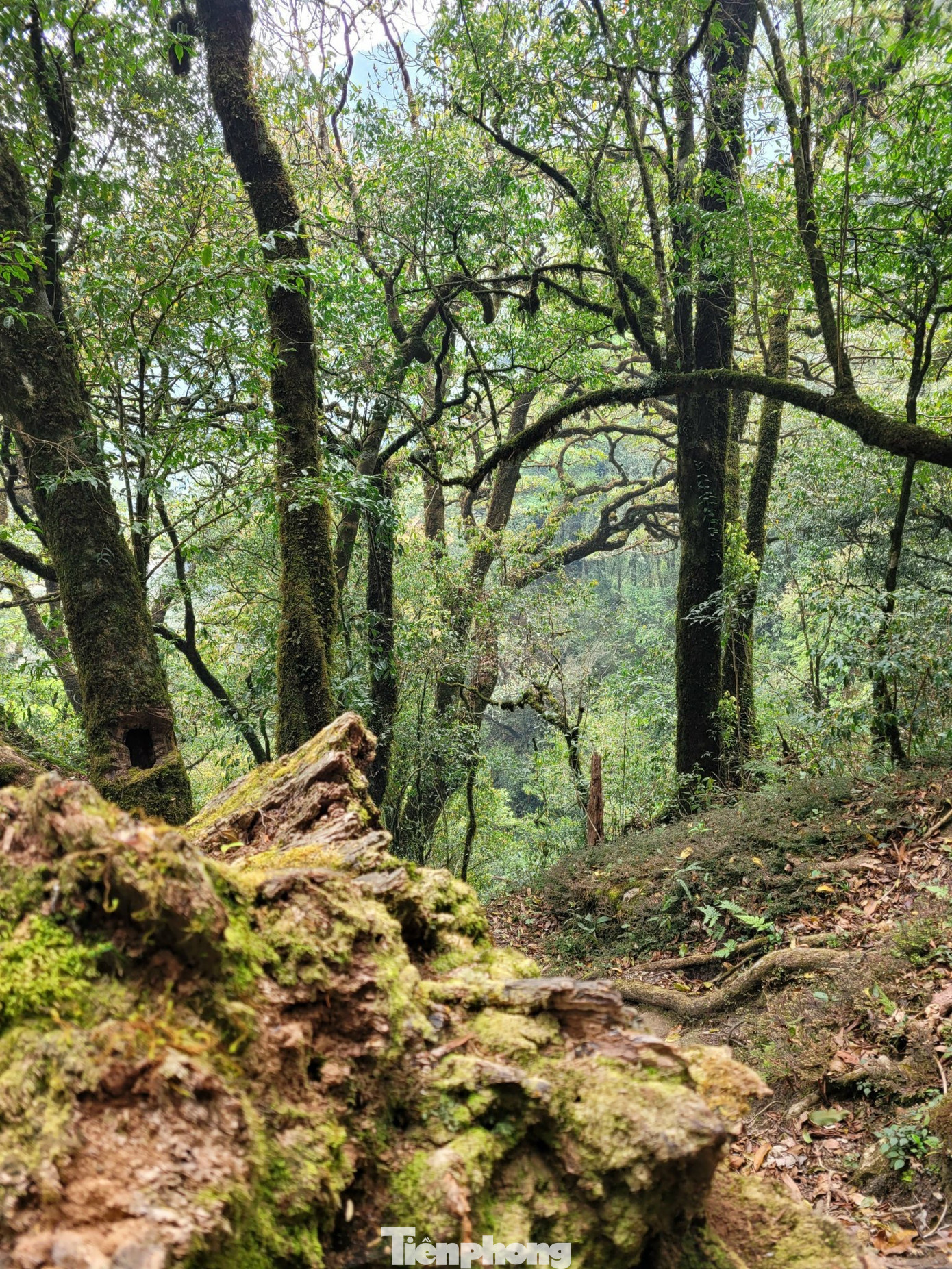 Khung cảnh núi non hùng vĩ cùng thảm thực vật ở rừng nguyên sinh tuyệt đẹp.