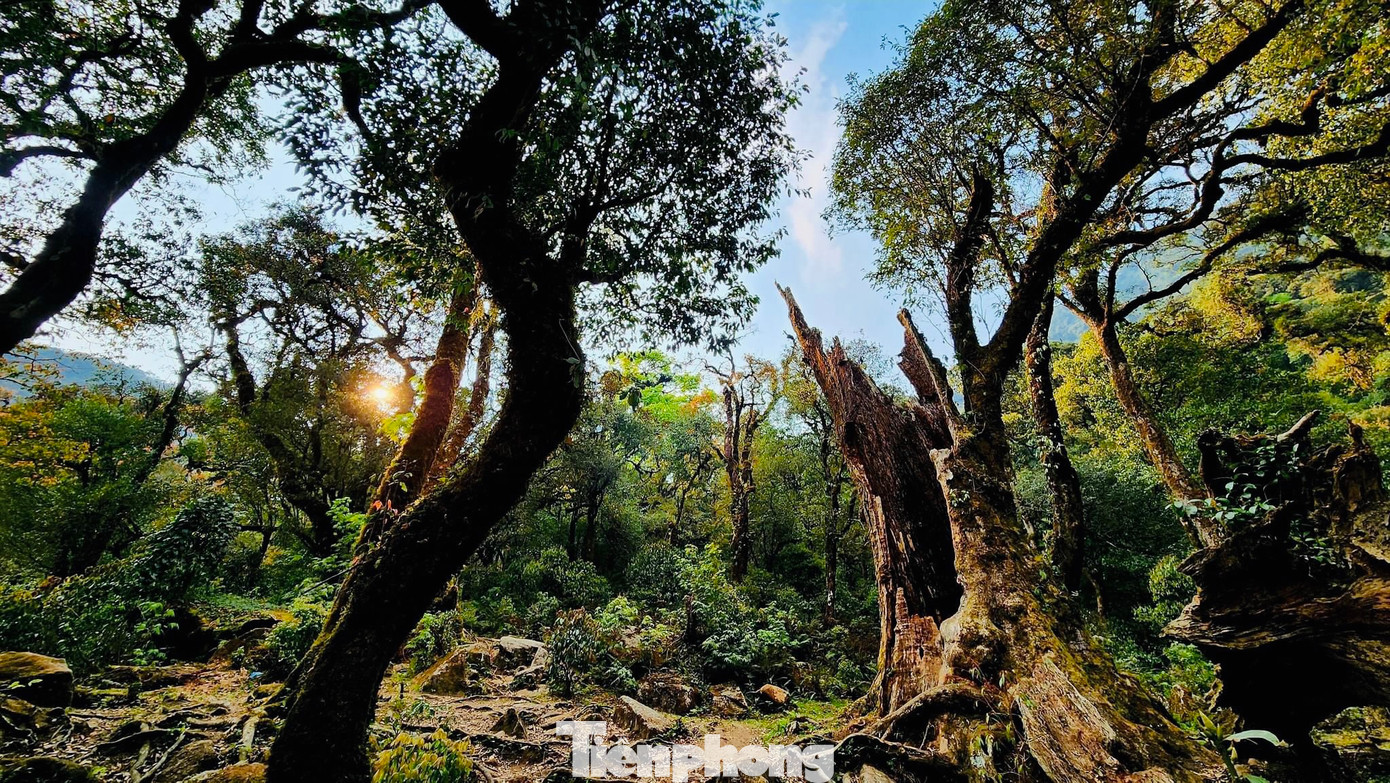 Theo tiếng dân tộc, Tả Liên Sơn còn được gọi là Cổ Trâu. Bởi hình dáng của ngọn núi cao vời vợi kiêu hãnh như một sống lưng của loài trâu mộng. Ngọn núi này thuộc vào địa phận của xã Tả Lèng, huyện Tam Đường, tỉnh Lai Châu, cách thủ đô Hà Nội khoảng 380 km.