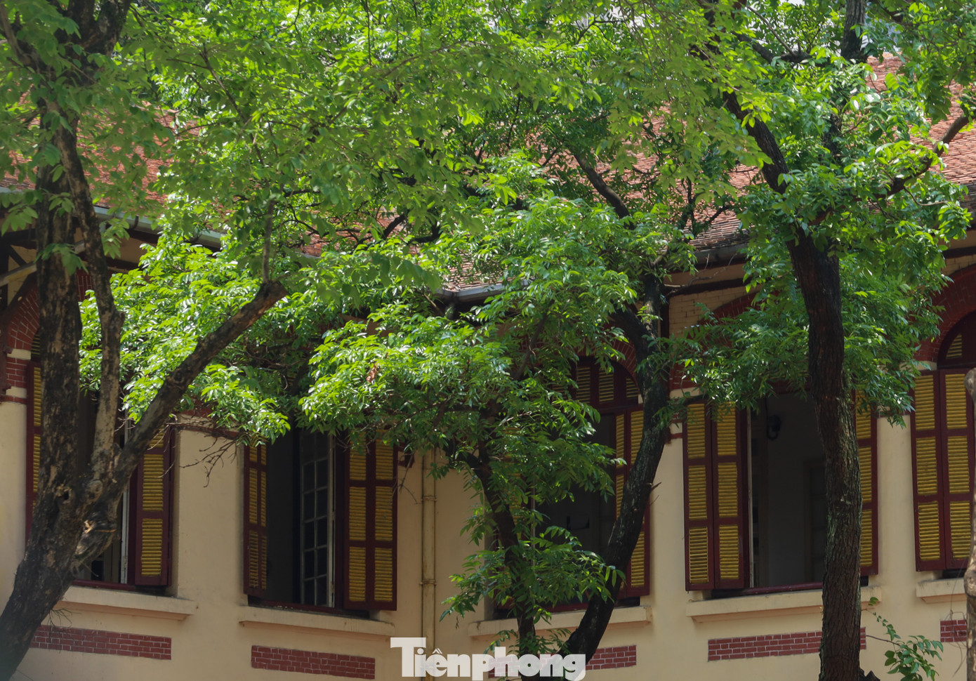 Kiến trúc cổ kính cùng hàng cây xanh mát rượi là điểm nhấn của ngôi trường với bề dày lịch sử.