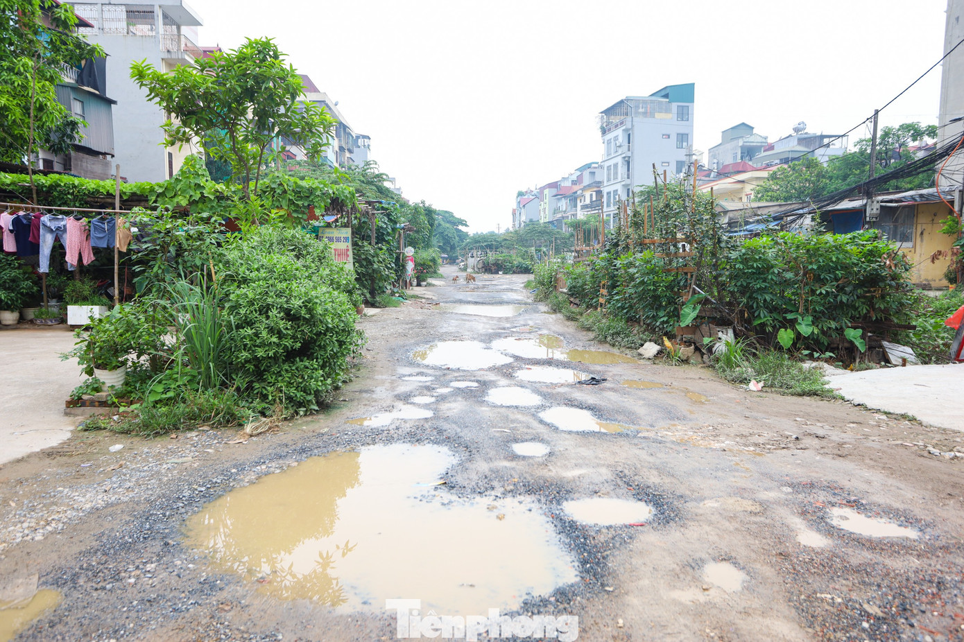 Theo ghi nhận của PV báo Tiền Phong, đoạn đường từ nút giao Phạm Văn Nghị qua tập thể Tăng Thiết giáp và khu B tập thể Học viện Cảnh sát Nhân dân chỉ dài hơn 100m nhưng đang xuống cấp nghiêm trọng.