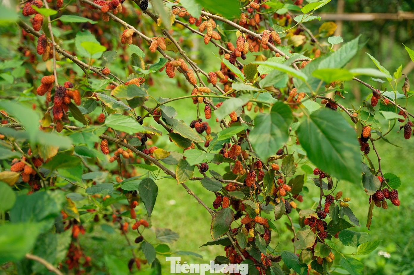 Từ khoảng cuối tháng 3 đến nay, những trái dâu ta dần ngả màu và chín mọng, cũng là lúc chủ vườn tại đây bắt đầu một mùa bội thu.