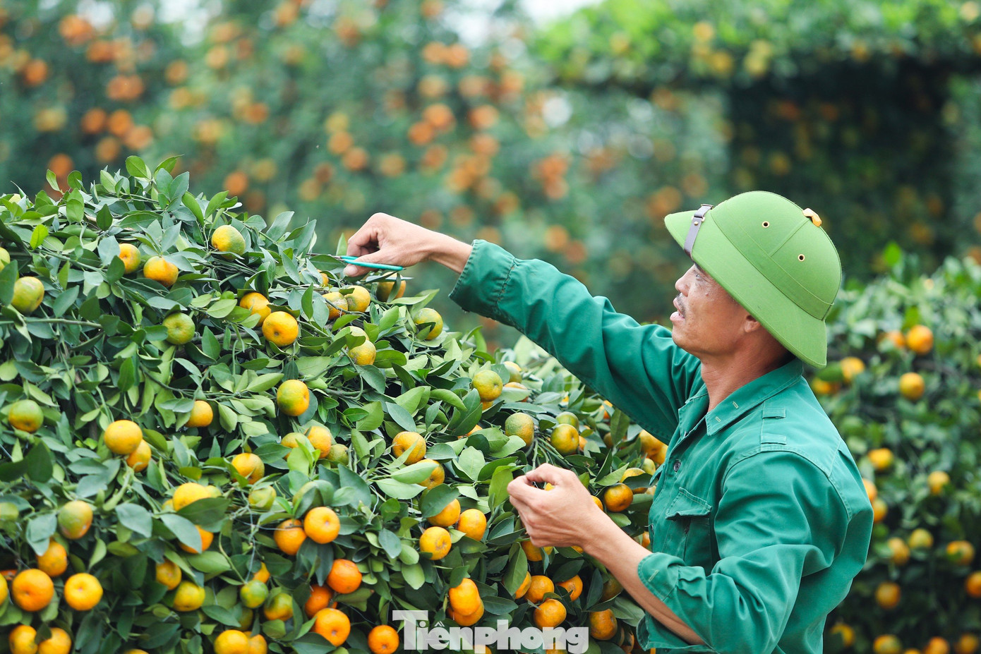 Đến thời điểm hiện tại gia đình anh đã có khách đặt gần 10 cây chủ yếu là các cơ sở kinh doanh vàng bạc với mong muốn thu hút tài lộc, thuận buồm xuôi gió cho các công việc kinh doanh.
