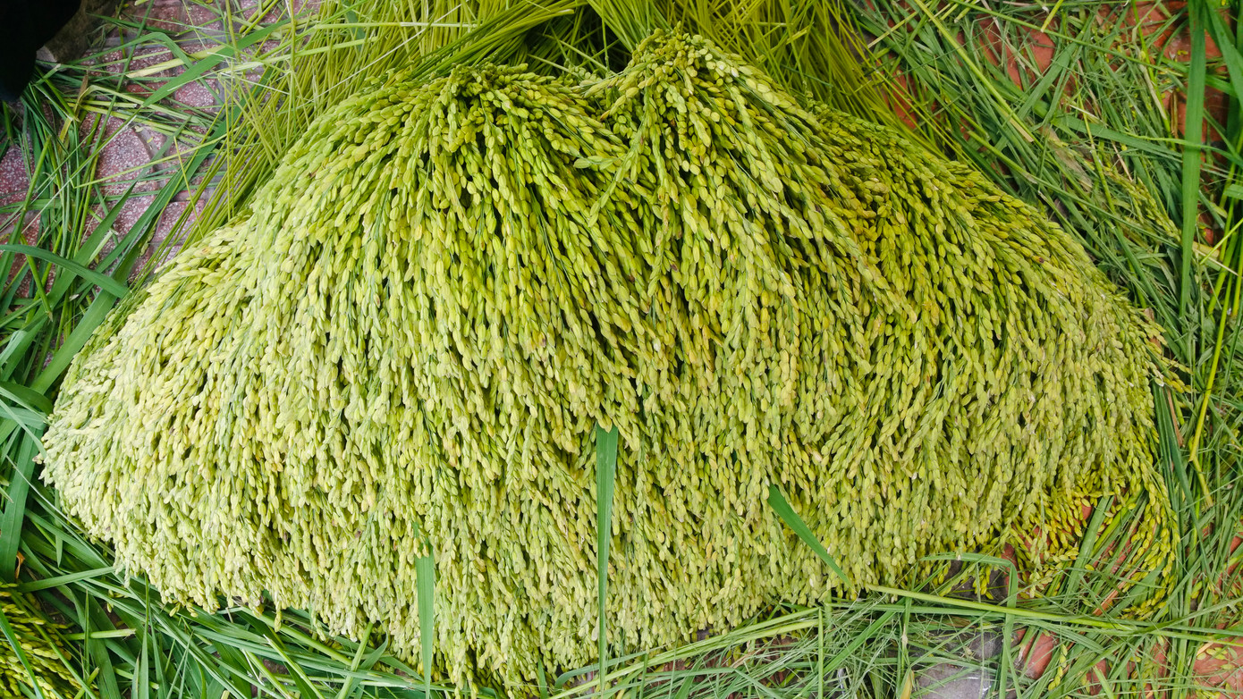 Nghề làm cốm ở Mễ Trì đến nay có bề dày lịch sử hơn một thế kỷ. Ở đây có 2 thôn (thôn Thượng và thôn Hạ) đều có nhiều hộ gia đình theo nghề làm cốm.