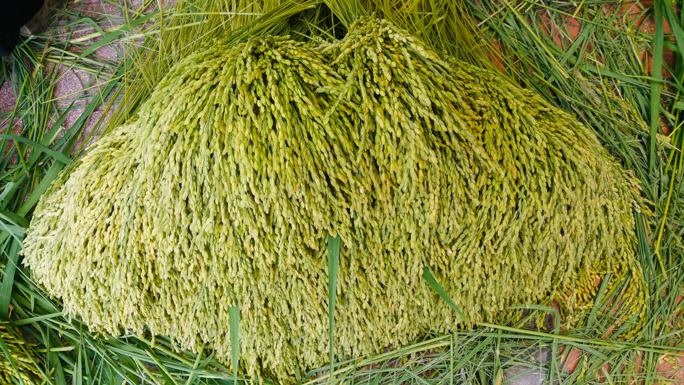Nghề làm cốm ở Mễ Trì đến nay có bề dày lịch sử hơn một thế kỷ. Ở đây có 2 thôn (thôn Thượng và thôn Hạ) đều có nhiều hộ gia đình theo nghề làm cốm.