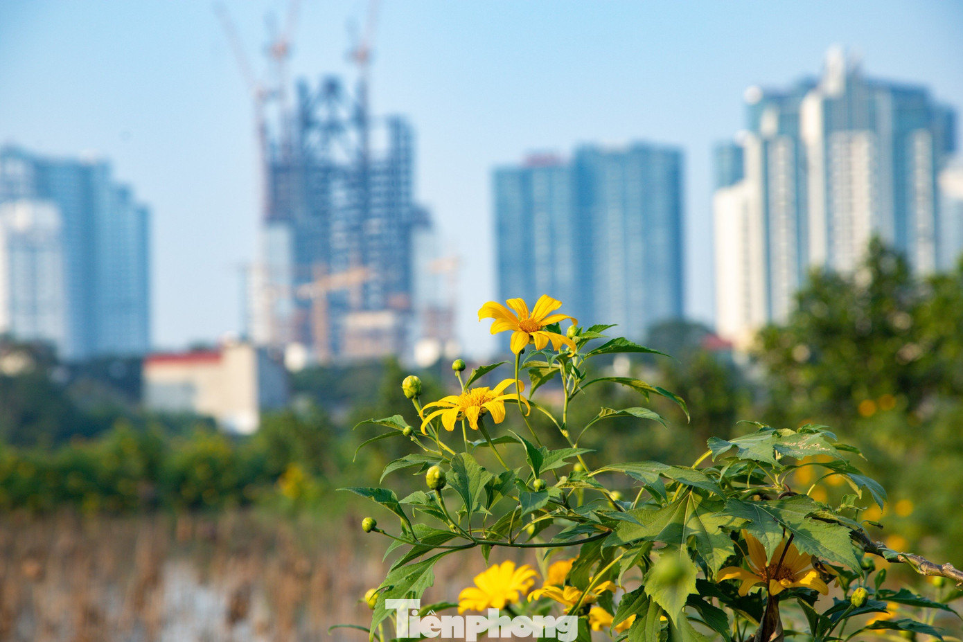 Hoa dã quỳ nở vàng rực trong một đầm nước được bao bọc bởi các toà nhà cao tầng.