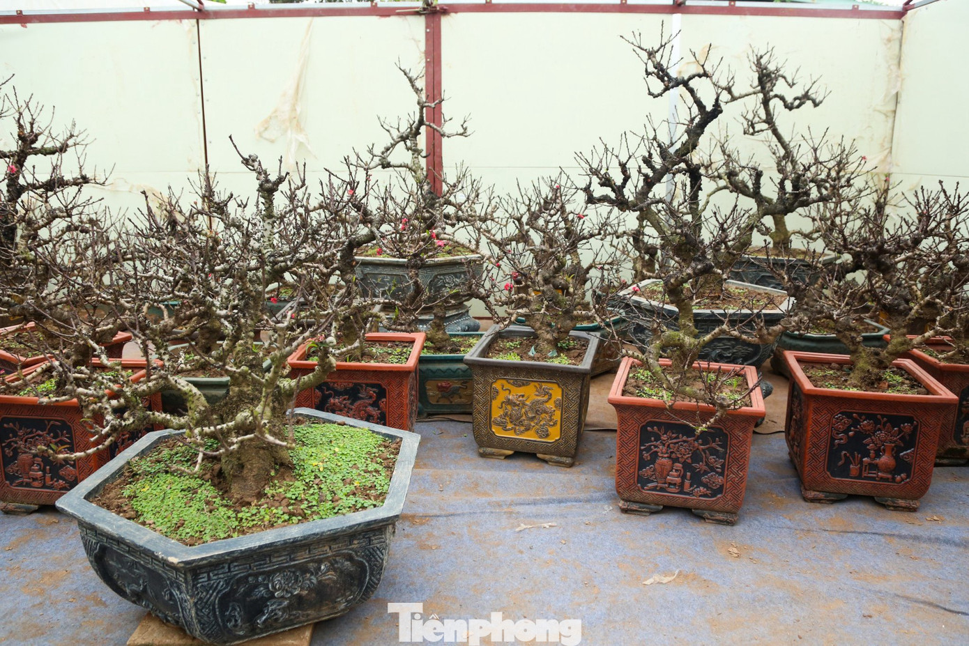 Đào Thất thốn là loại đào cổ, quý hiếm, có cây cao hơn mặt đất chỉ hơn 1 m, phải trồng đến năm thứ 3 mới bắt đầu ra hoa được nhiều người chơi sành điệu săn đón mỗi dịp Tết đến Xuân về.