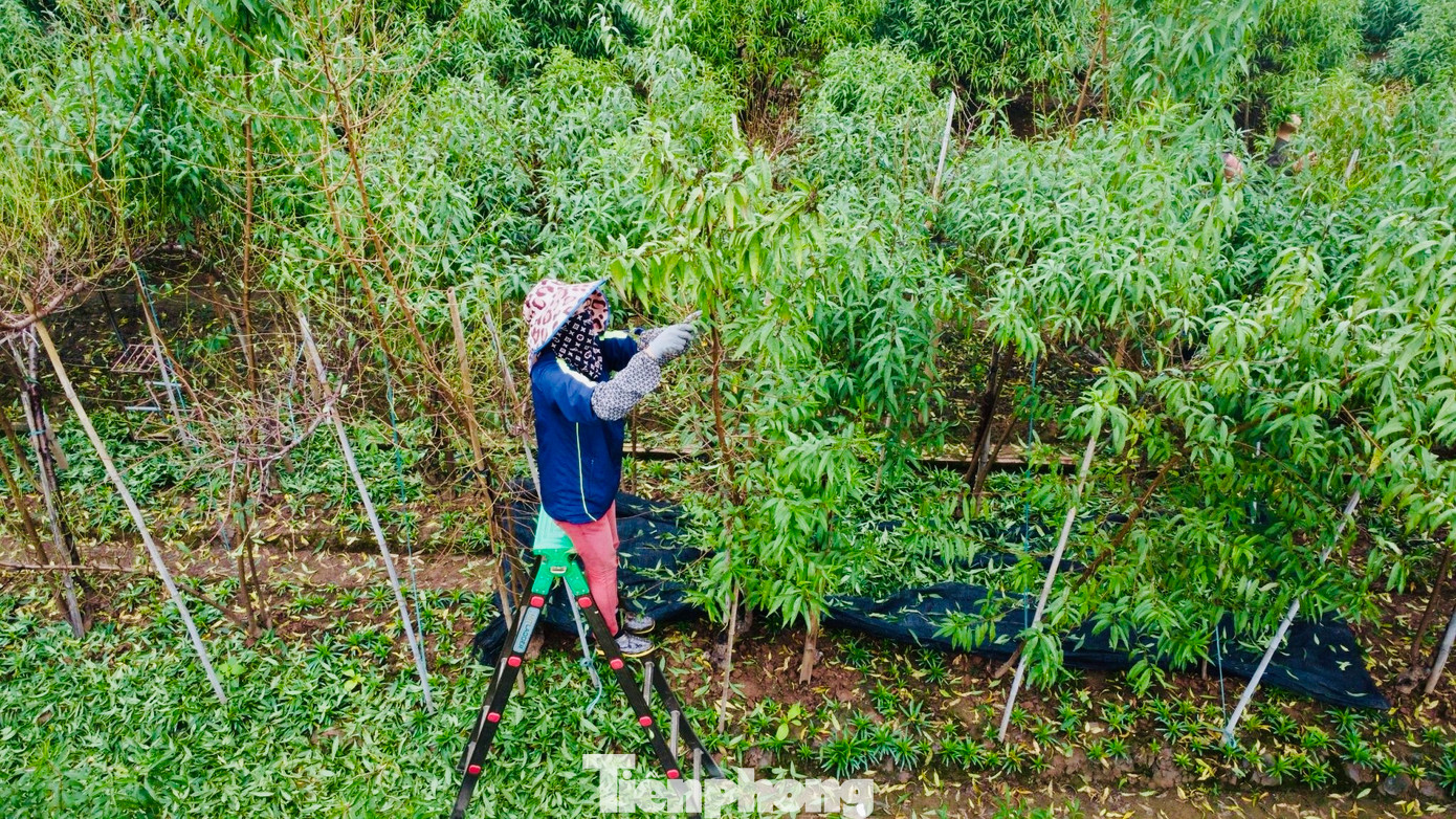Diện tích trồng đào Nhật Tân là 57 ha, trong làng có khoảng 700 hộ dân với hơn 1.200 xã viên gắn bó với nghề trồng đào. Thời gian này các vườn trồng đào tại đây lại tất bật vào vụ tuốt lá, chuẩn bị cho công đoạn nuôi mắt, cho đào ra nụ.