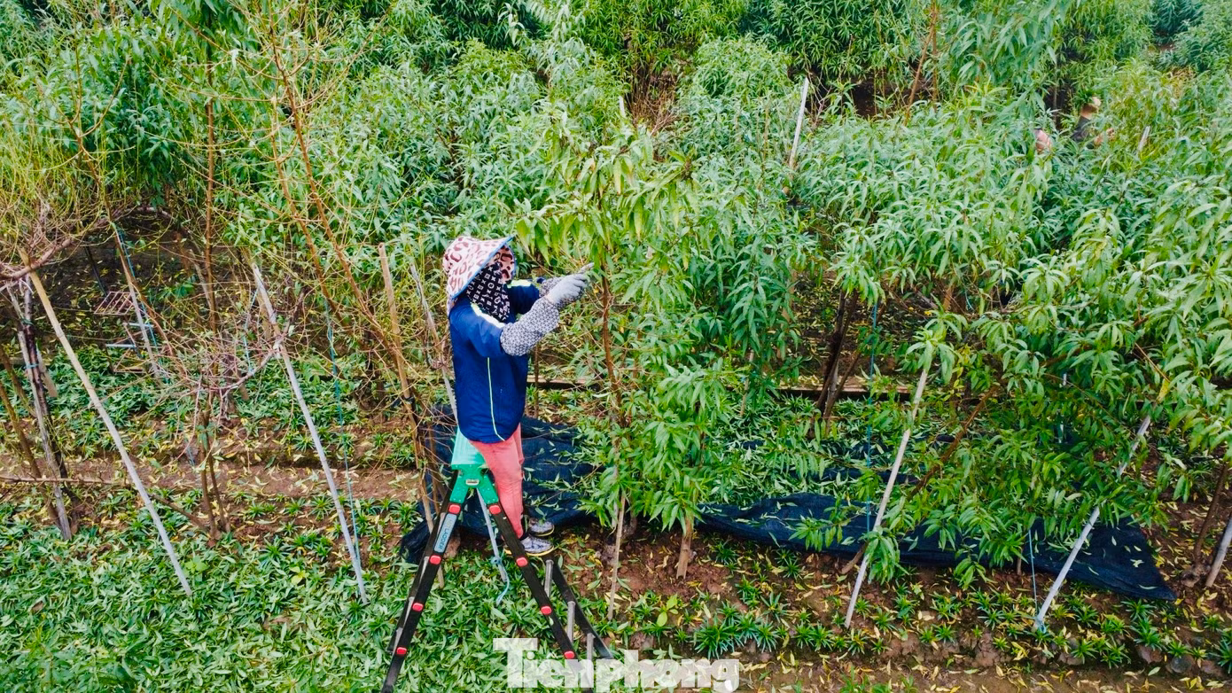 Diện tích trồng đào Nhật Tân là 57 ha, trong làng có khoảng 700 hộ dân với hơn 1.200 xã viên gắn bó với nghề trồng đào. Thời gian này các vườn trồng đào tại đây lại tất bật vào vụ tuốt lá, chuẩn bị cho công đoạn nuôi mắt, cho đào ra nụ.